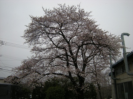 10年度桜.jpg
