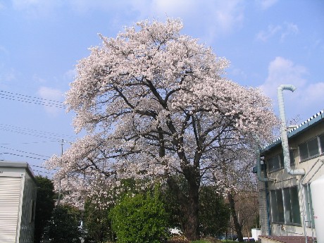 桜11.jpg